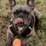 Healthy dog looking into camera 